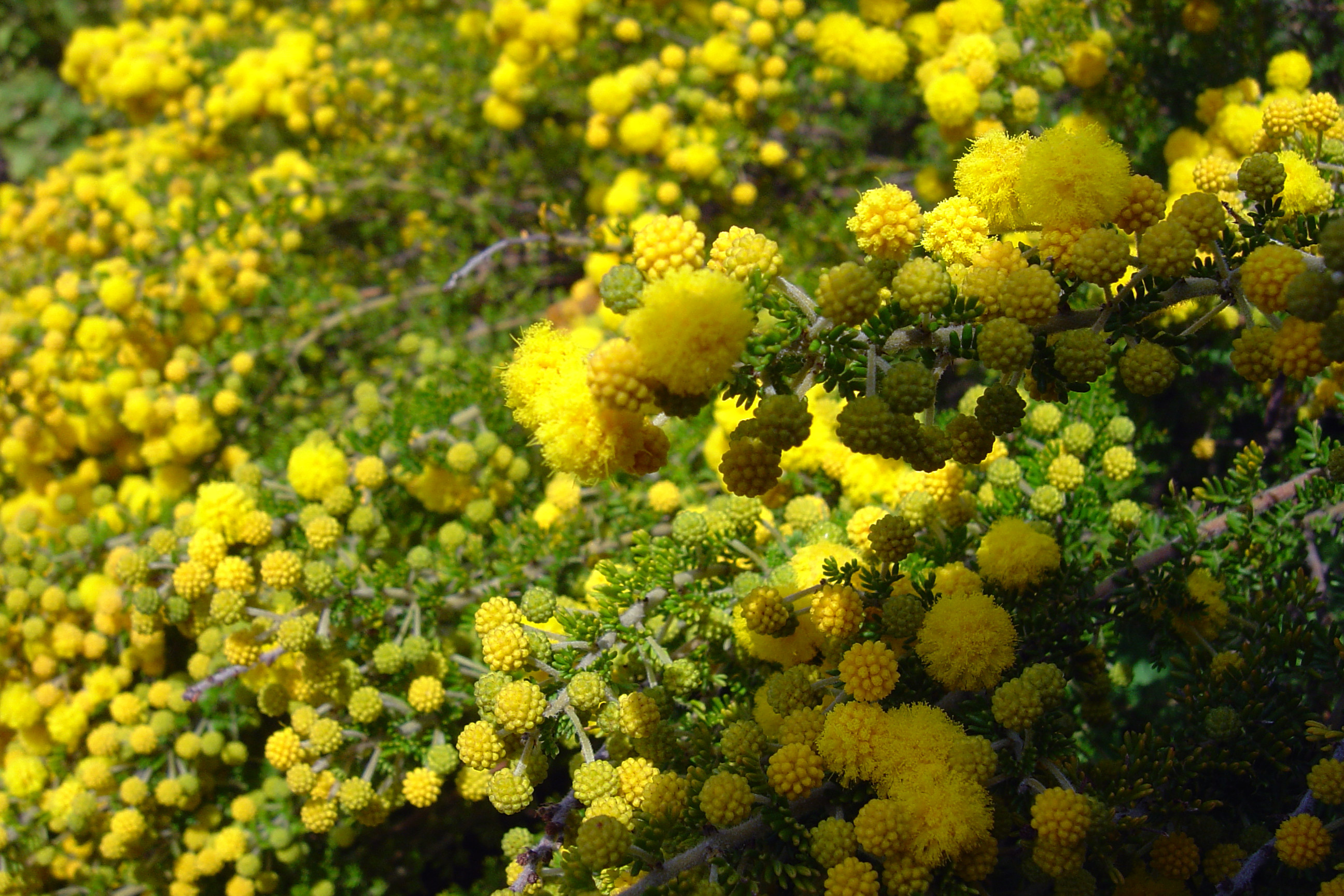 Acacia lasiocarpa