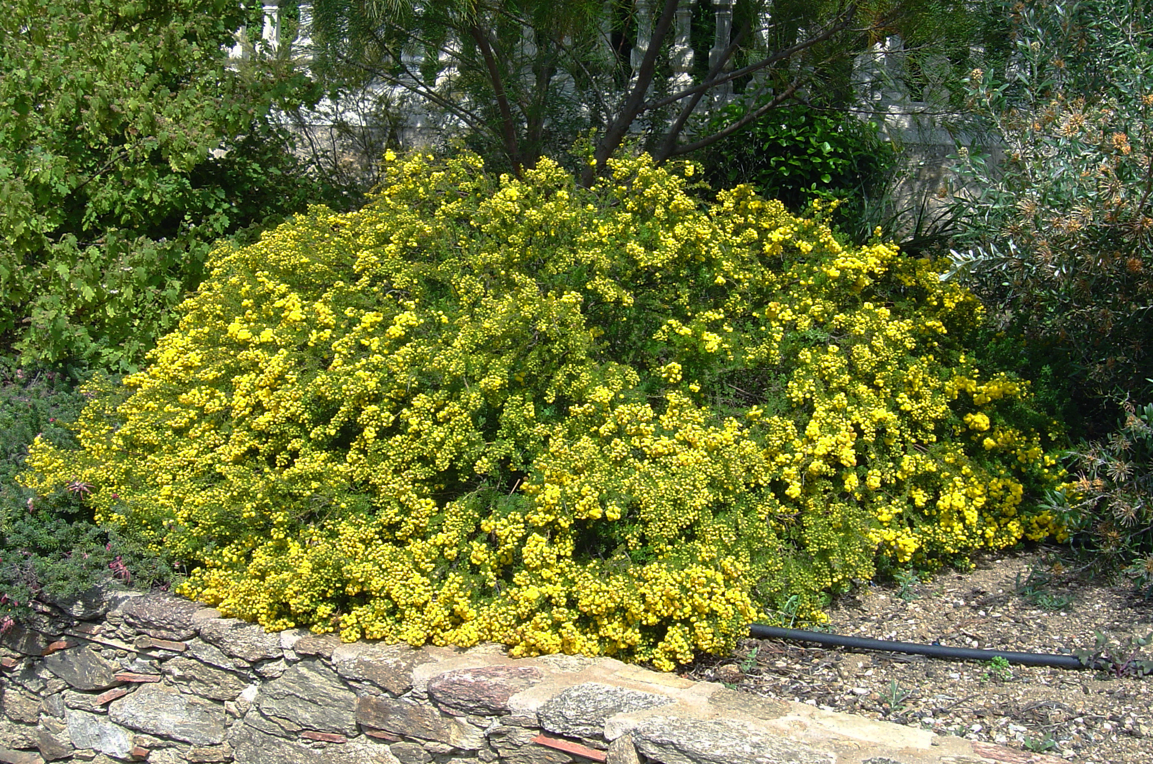 Acacia lasiocarpa