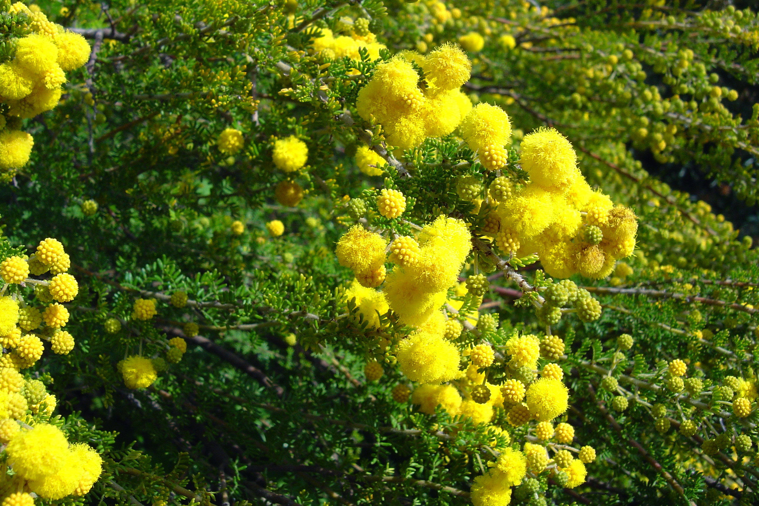 Acacia lasiocarpa