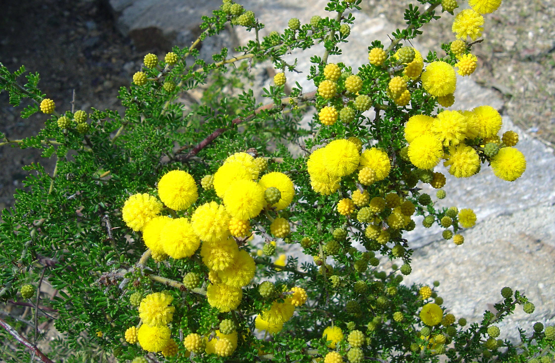 Acacia lasiocarpa