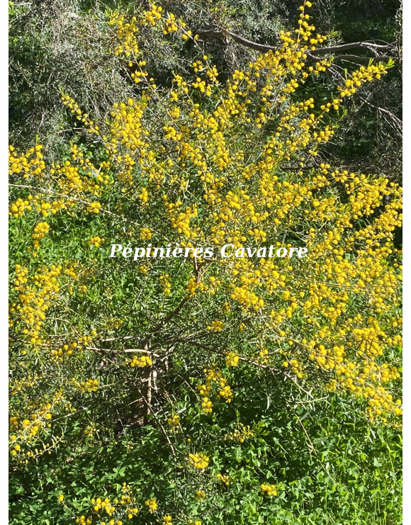 sclerophylla