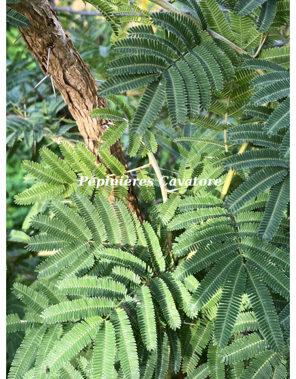 Acacia sieberiana
