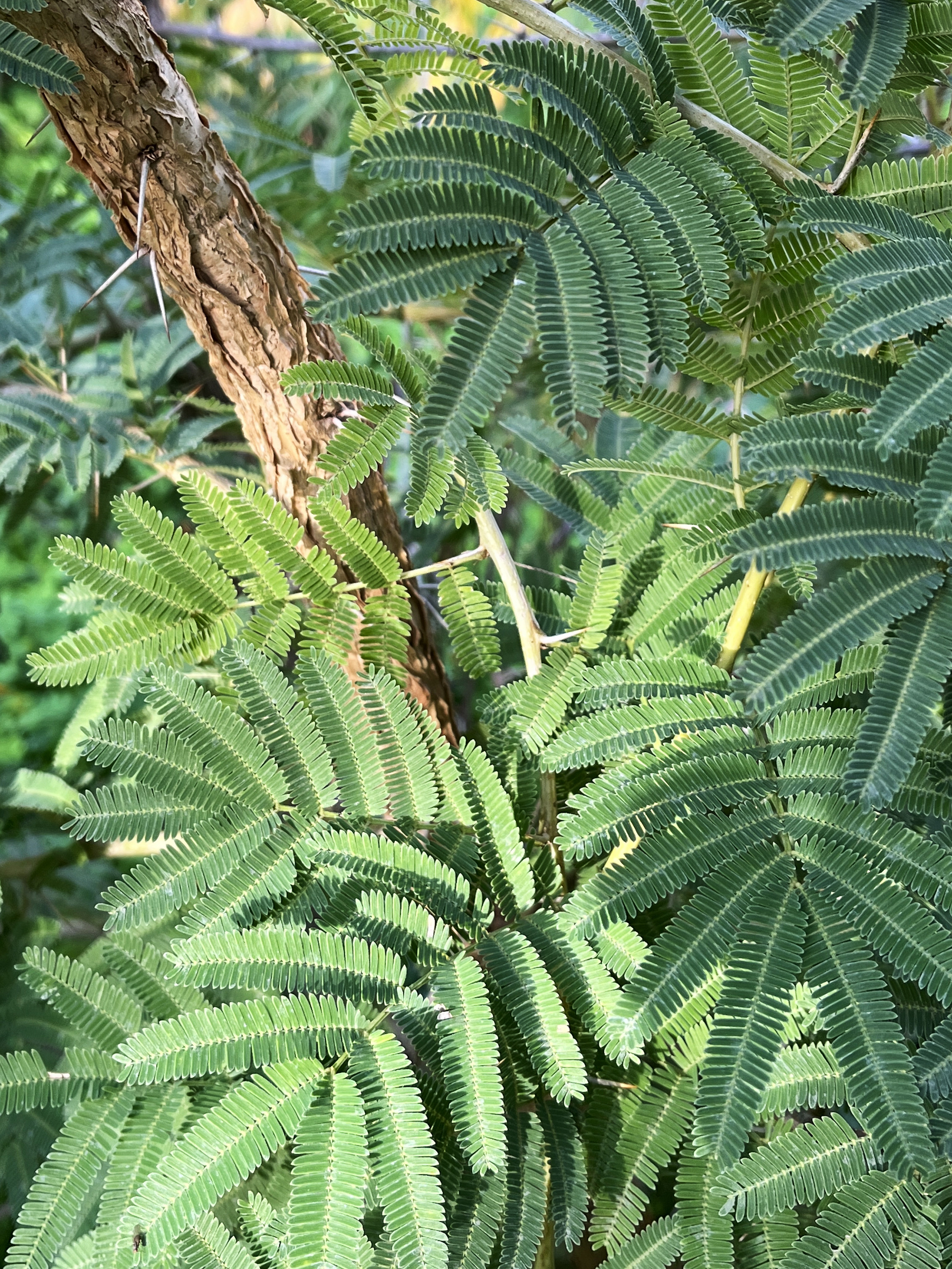 Acacia sieberiana
