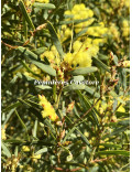 Acacia iteaphylla