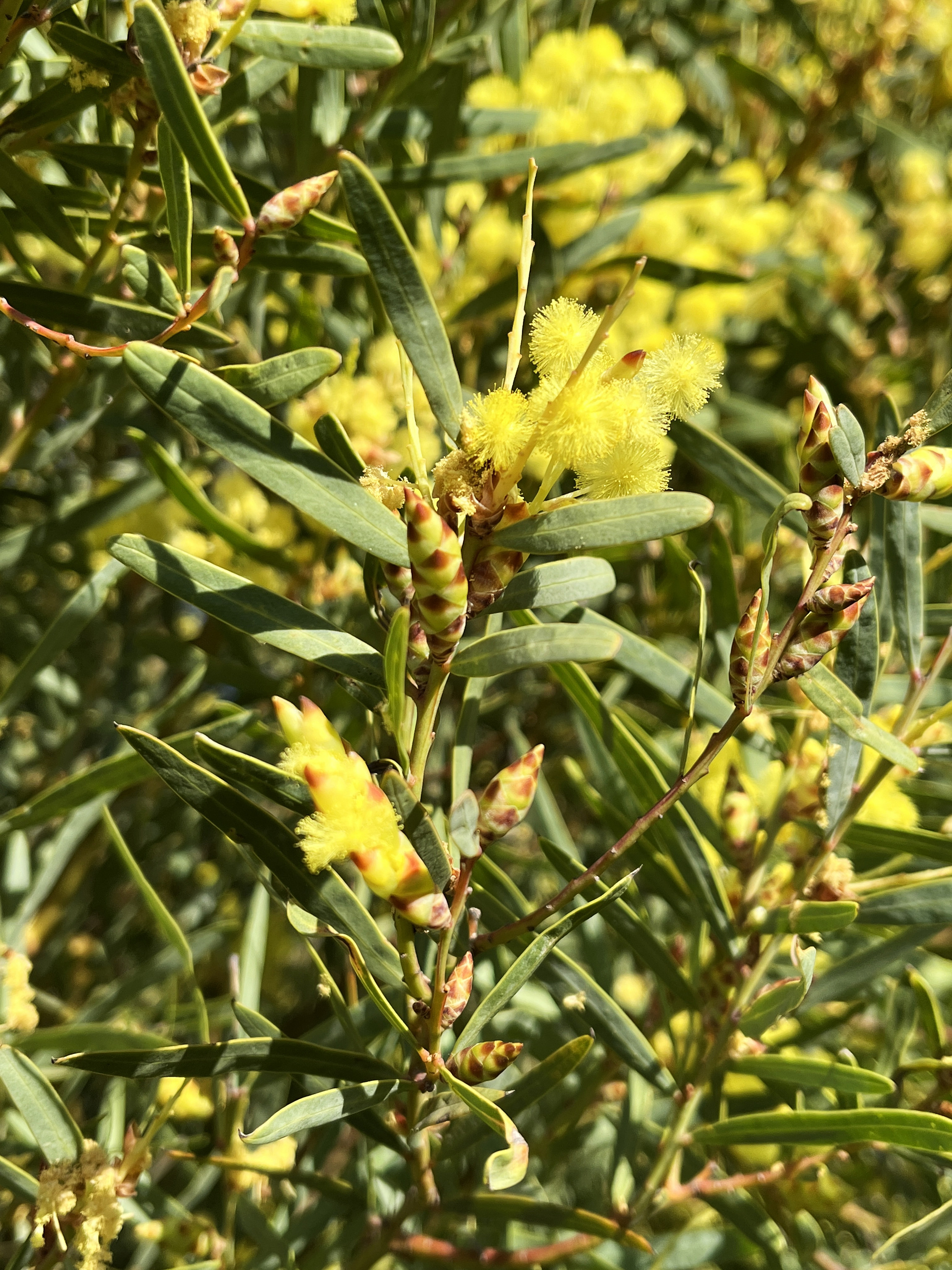 Acacia iteaphylla