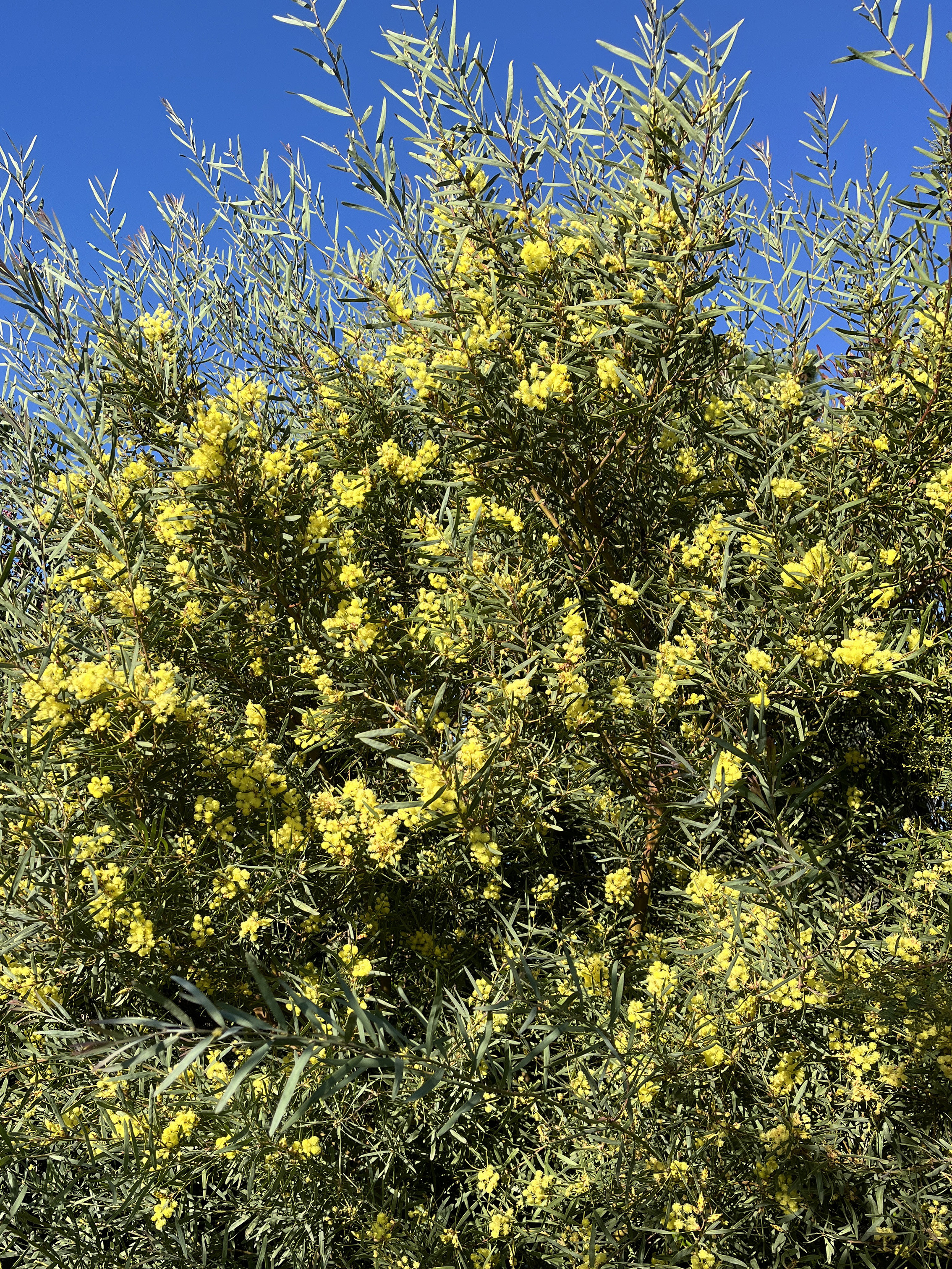 Acacia iteaphylla