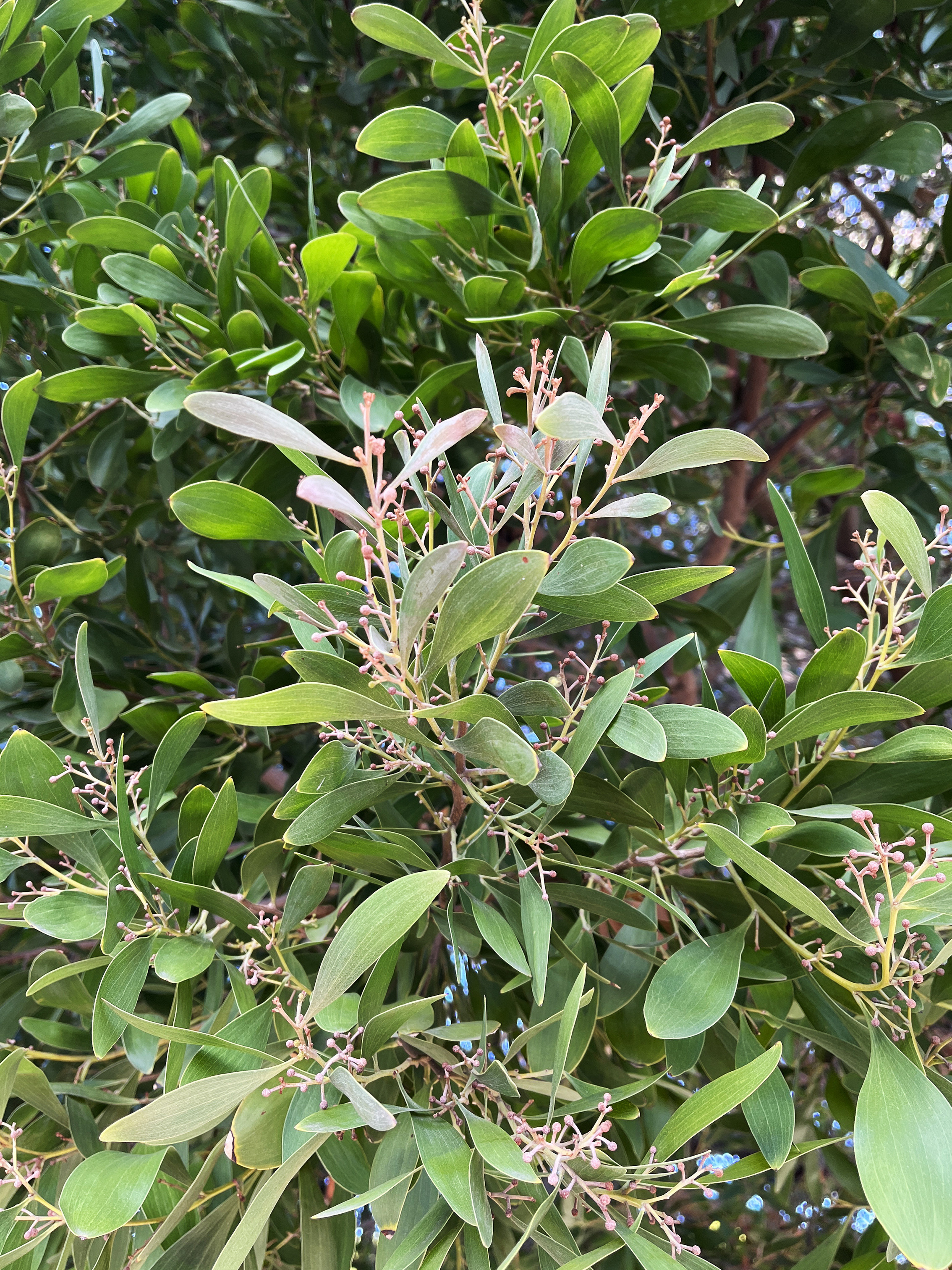 Acacia melanoxylon