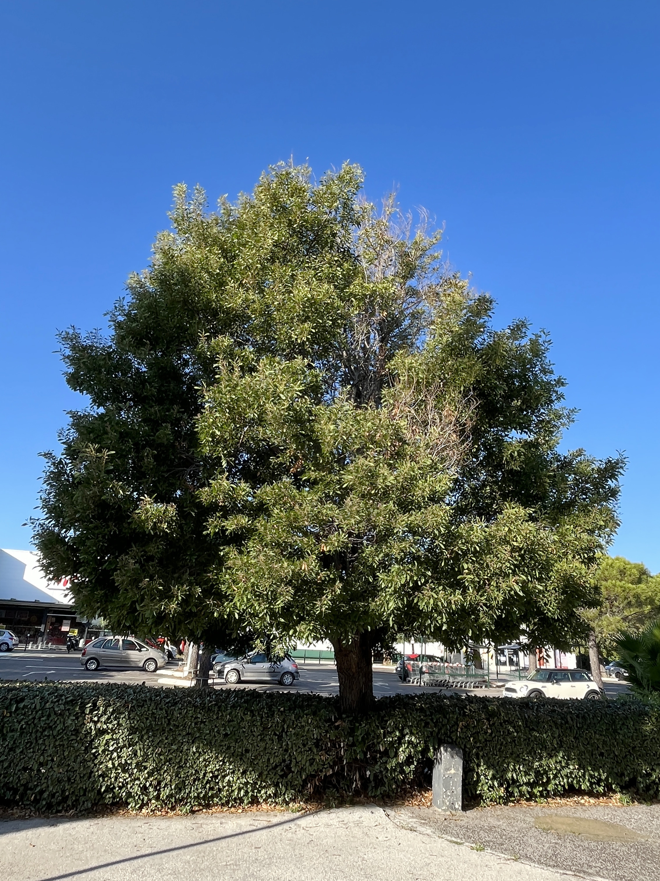 Acacia melanoxylon