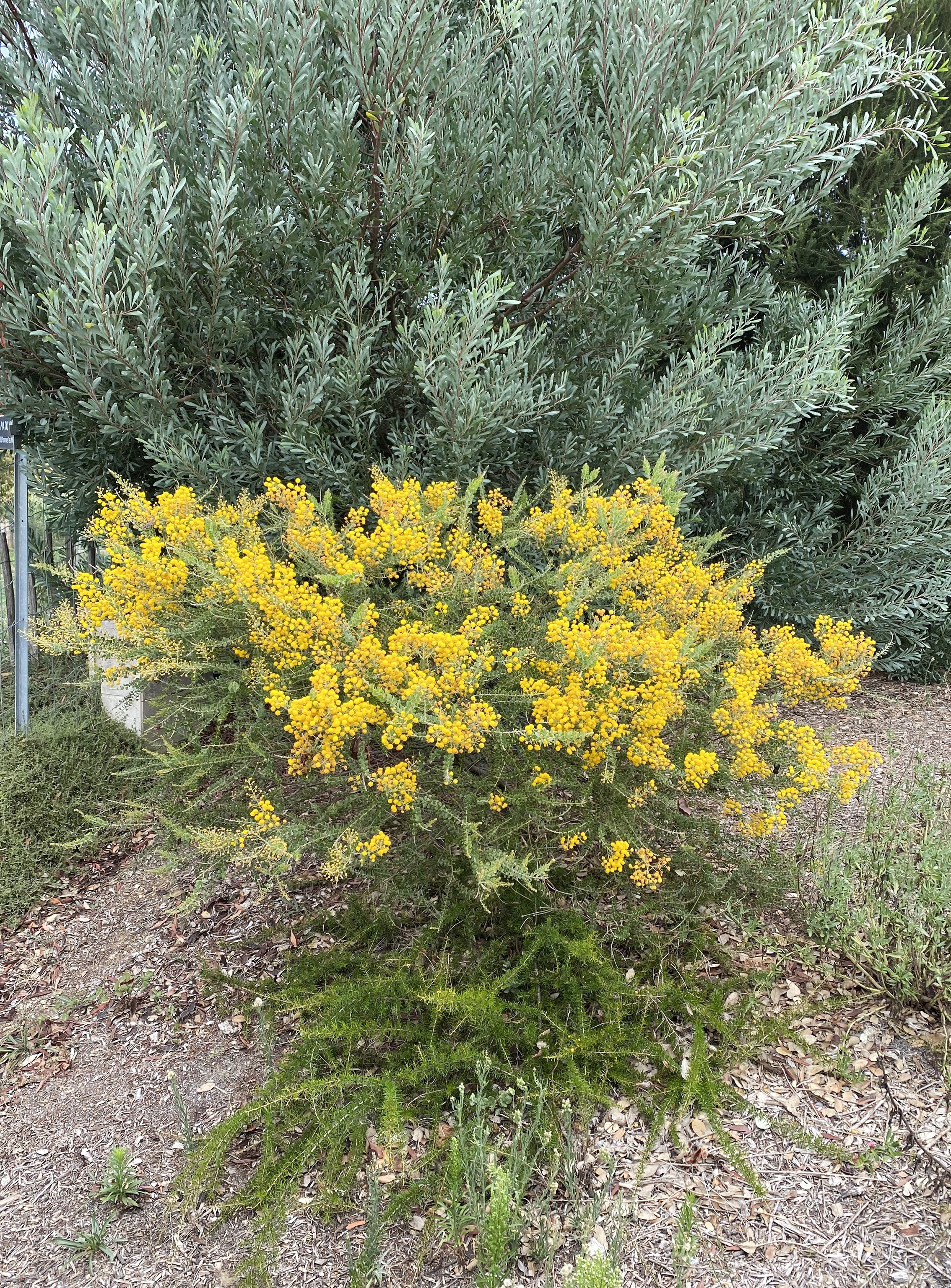 Acacia uncinata