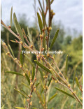 Acacia aspera