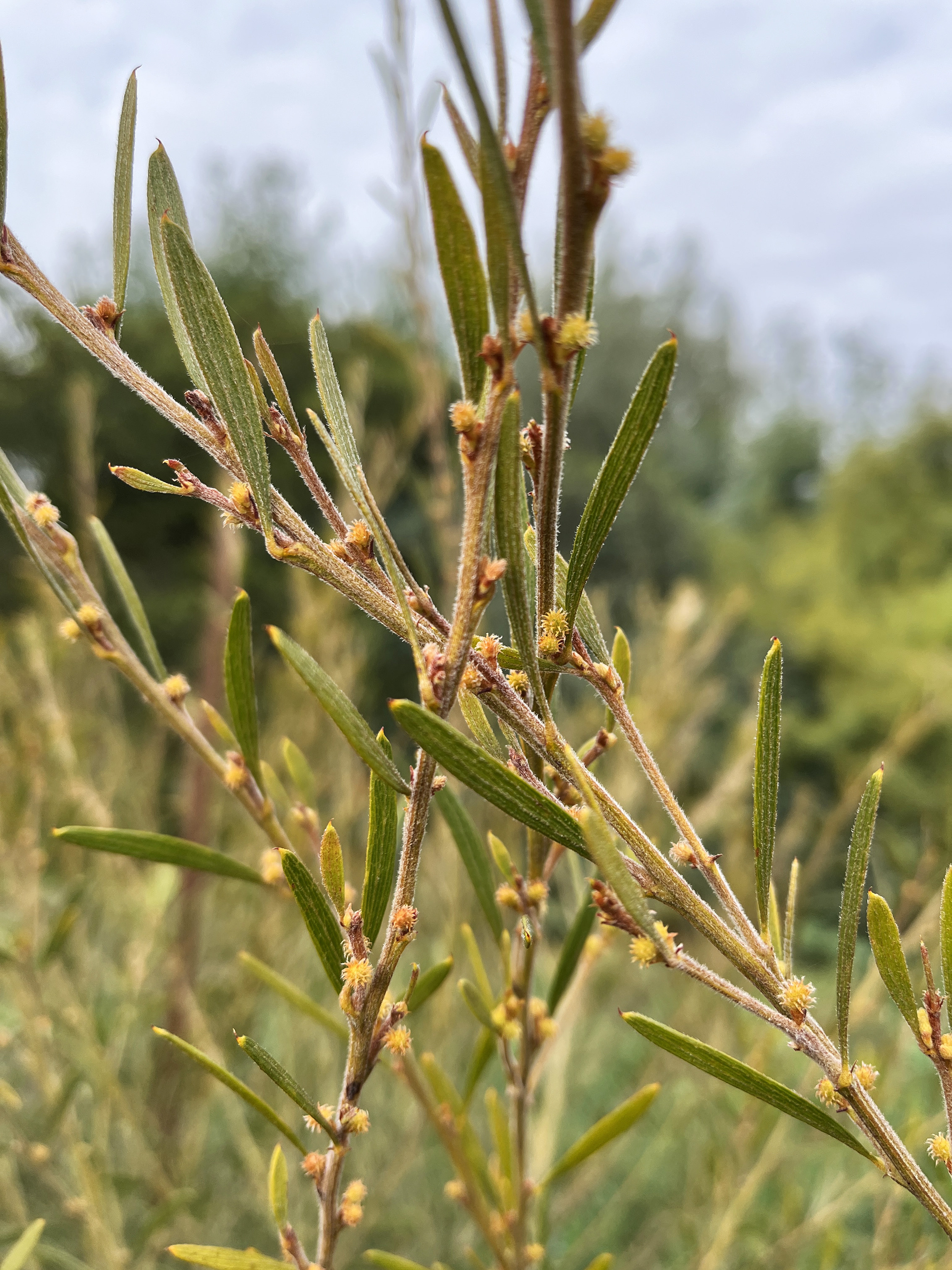 Acacia aspera