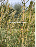 Acacia aspera