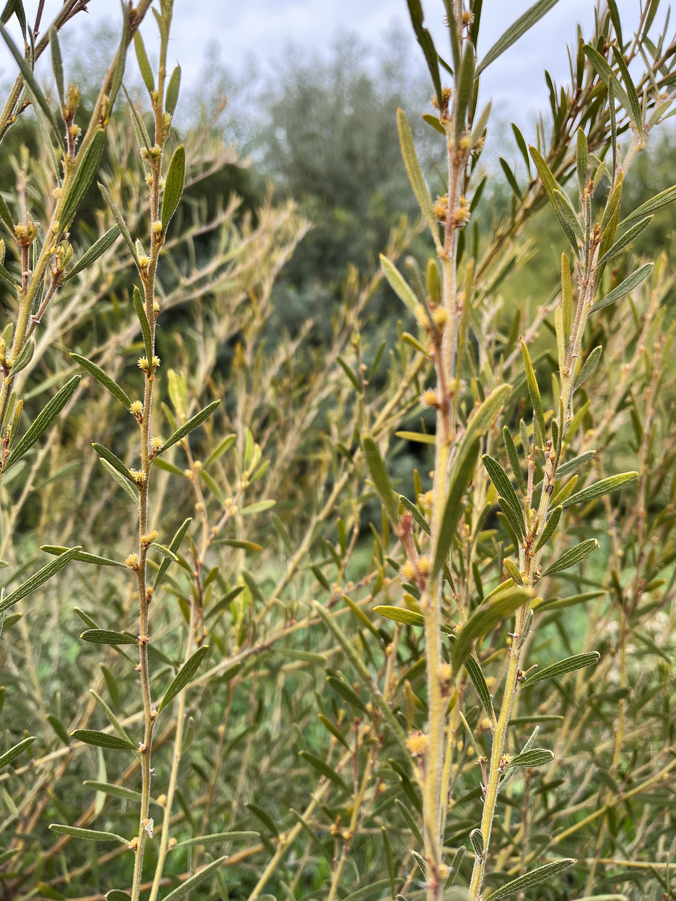 Acacia aspera