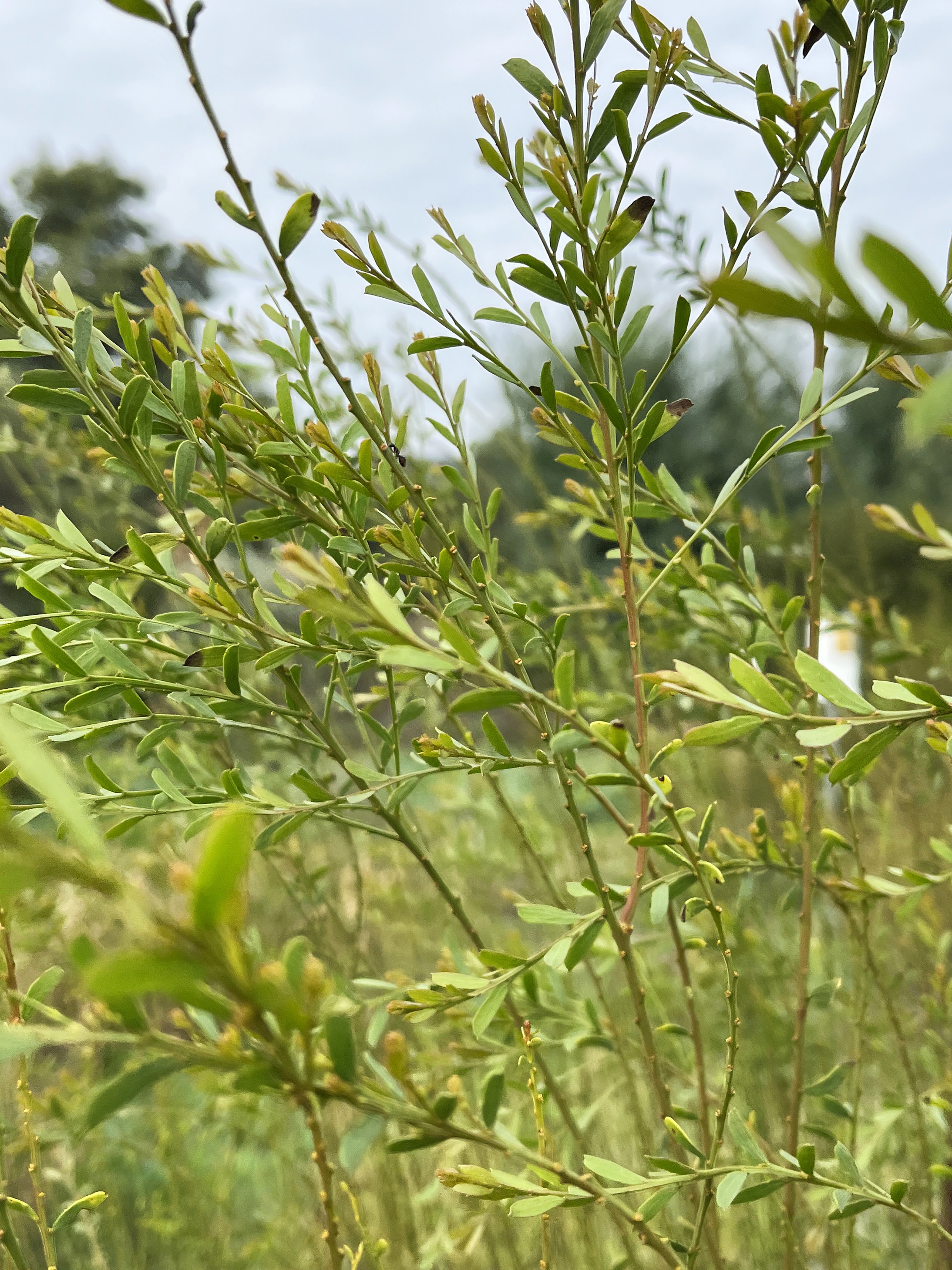 Acacia acinacea