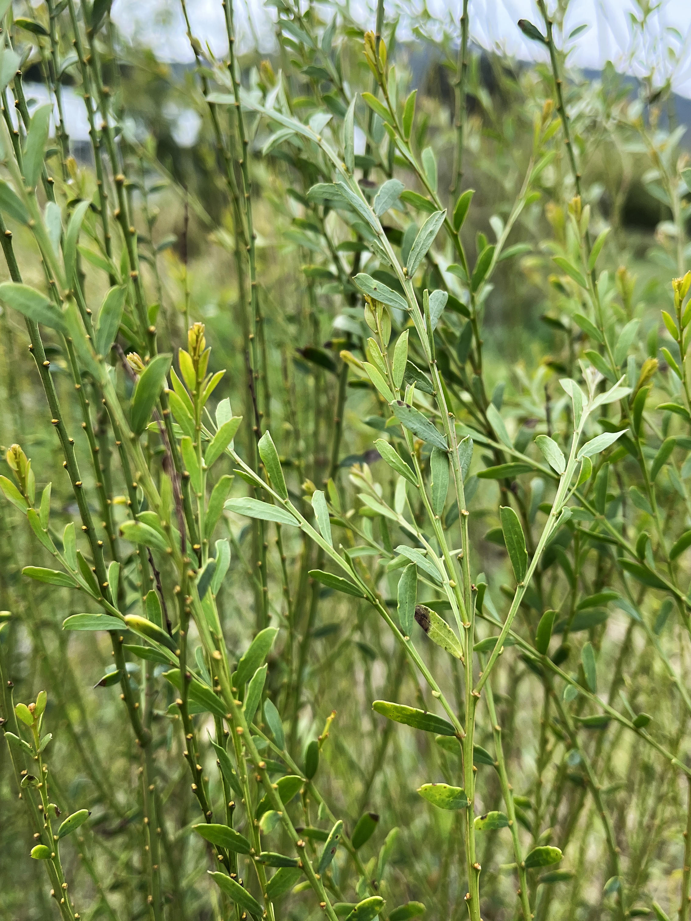 Acacia acinacea