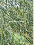 Acacia cupularis