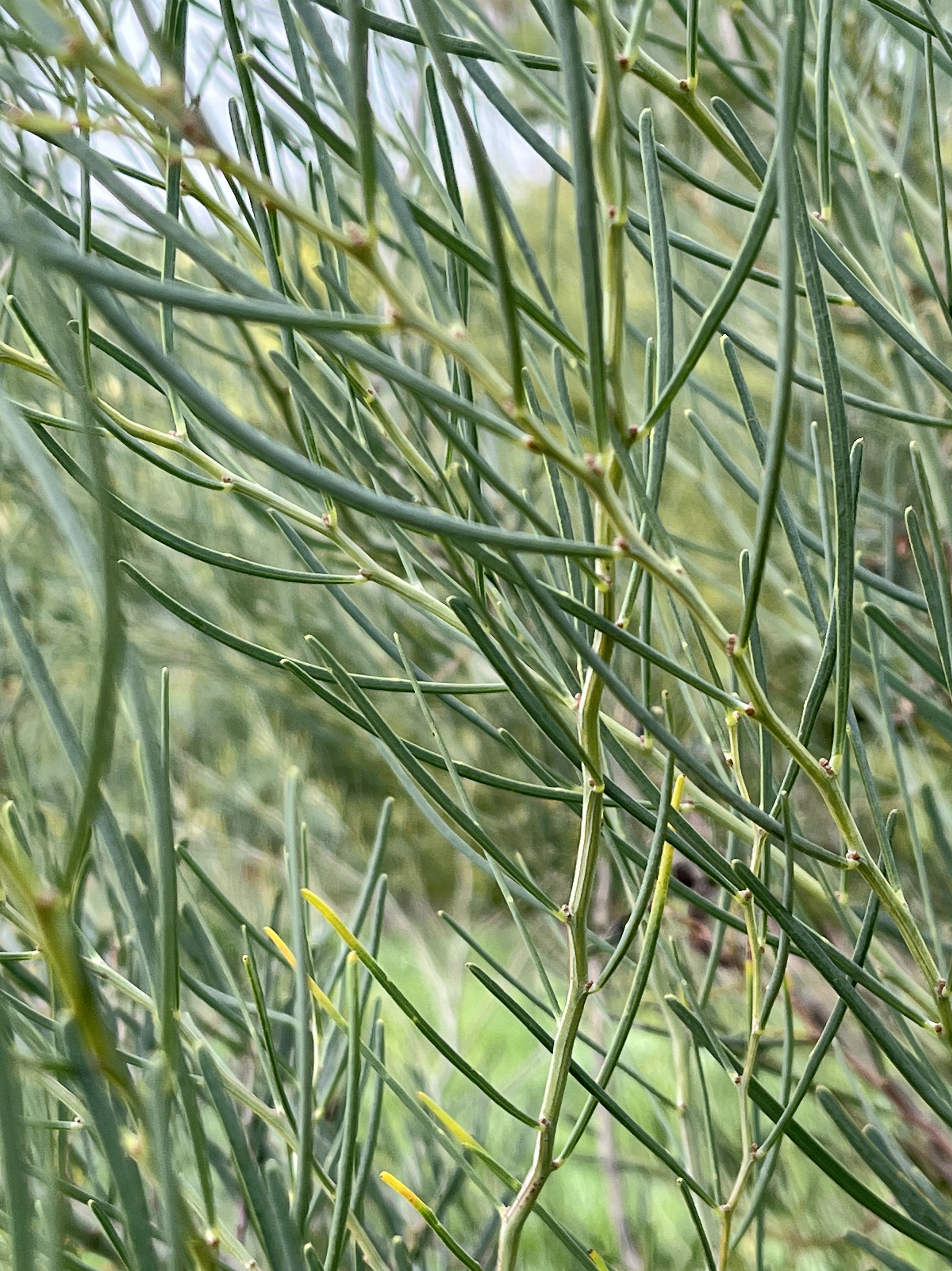Acacia cupularis