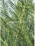 Acacia cupularis