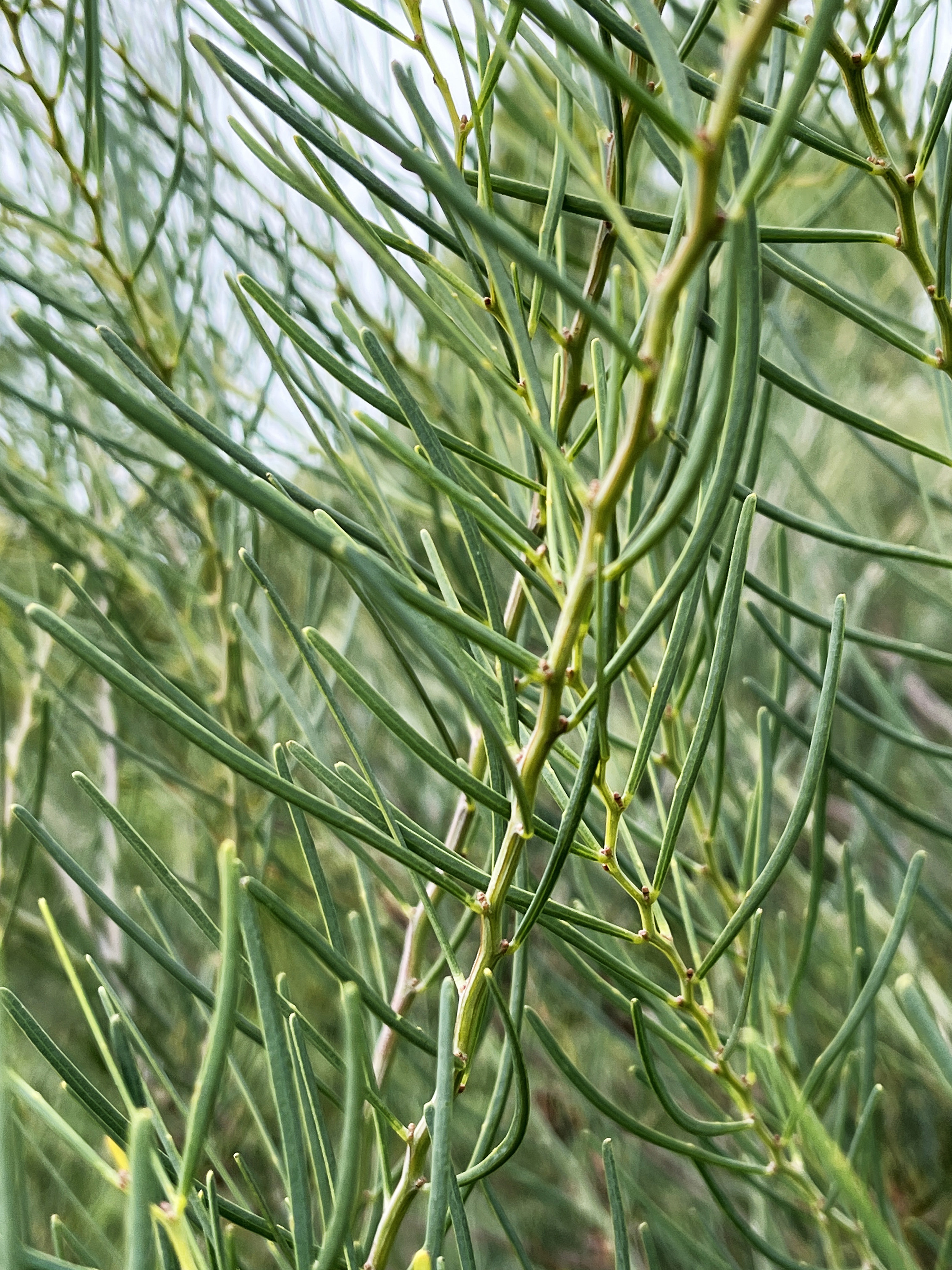 Acacia cupularis