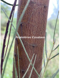Acacia harveyi