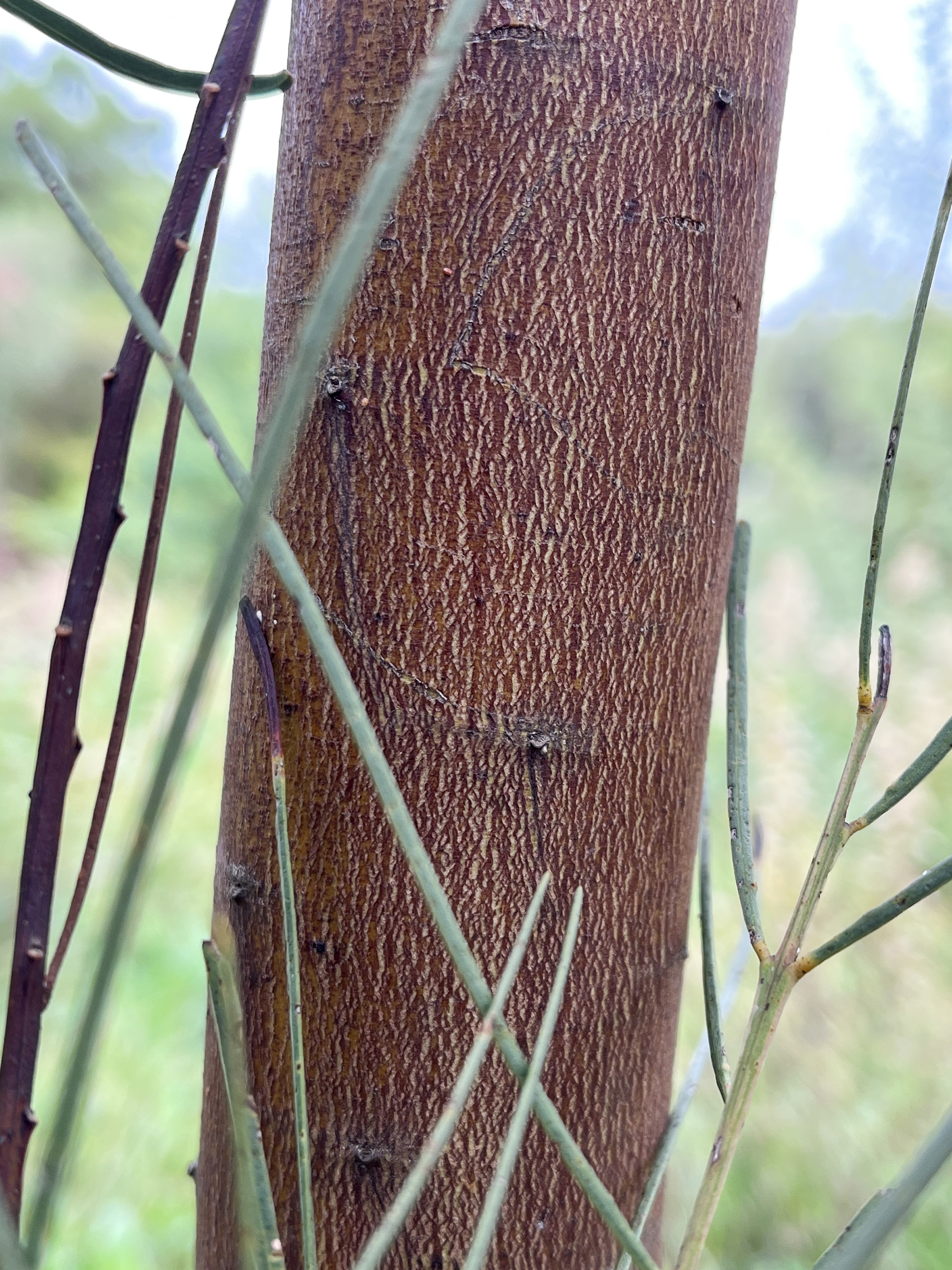 Acacia harveyi