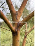 Acacia harveyi