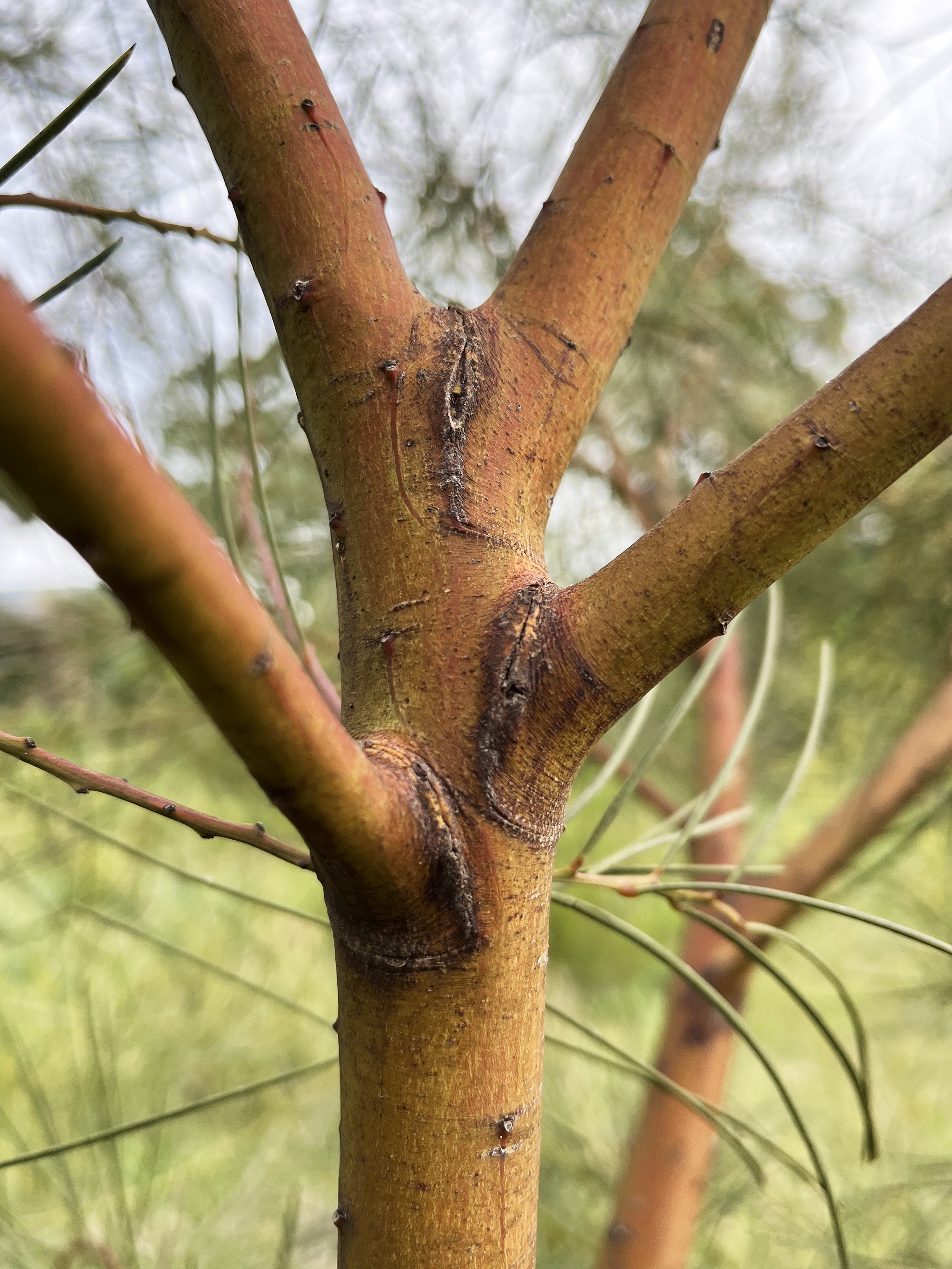 Acacia harveyi
