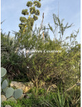 Acacia greggii
