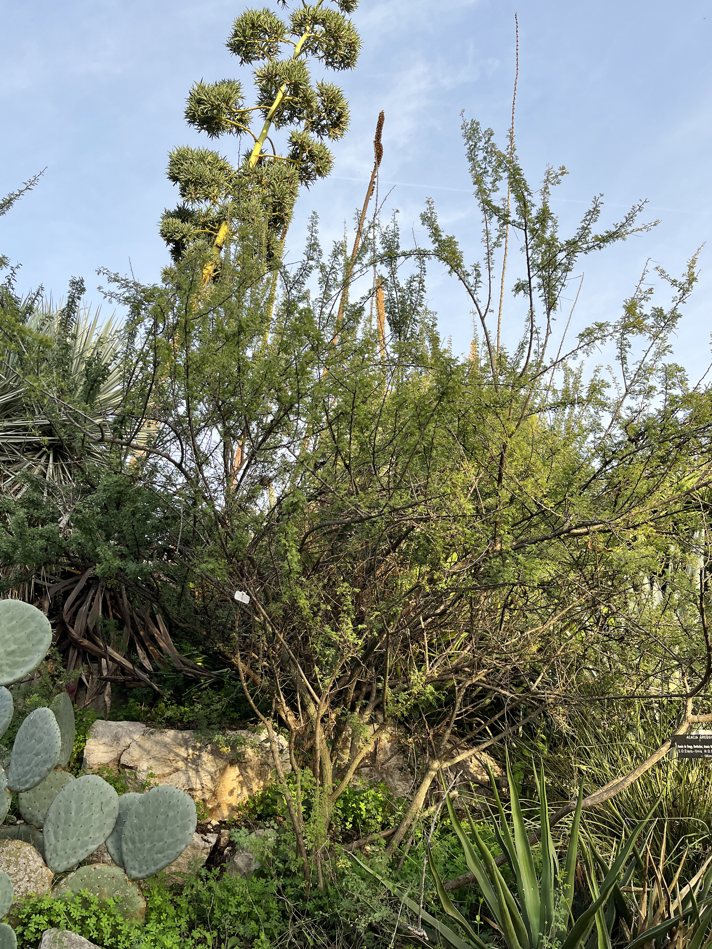 Acacia greggii