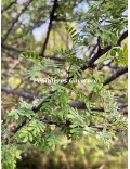 Acacia greggii