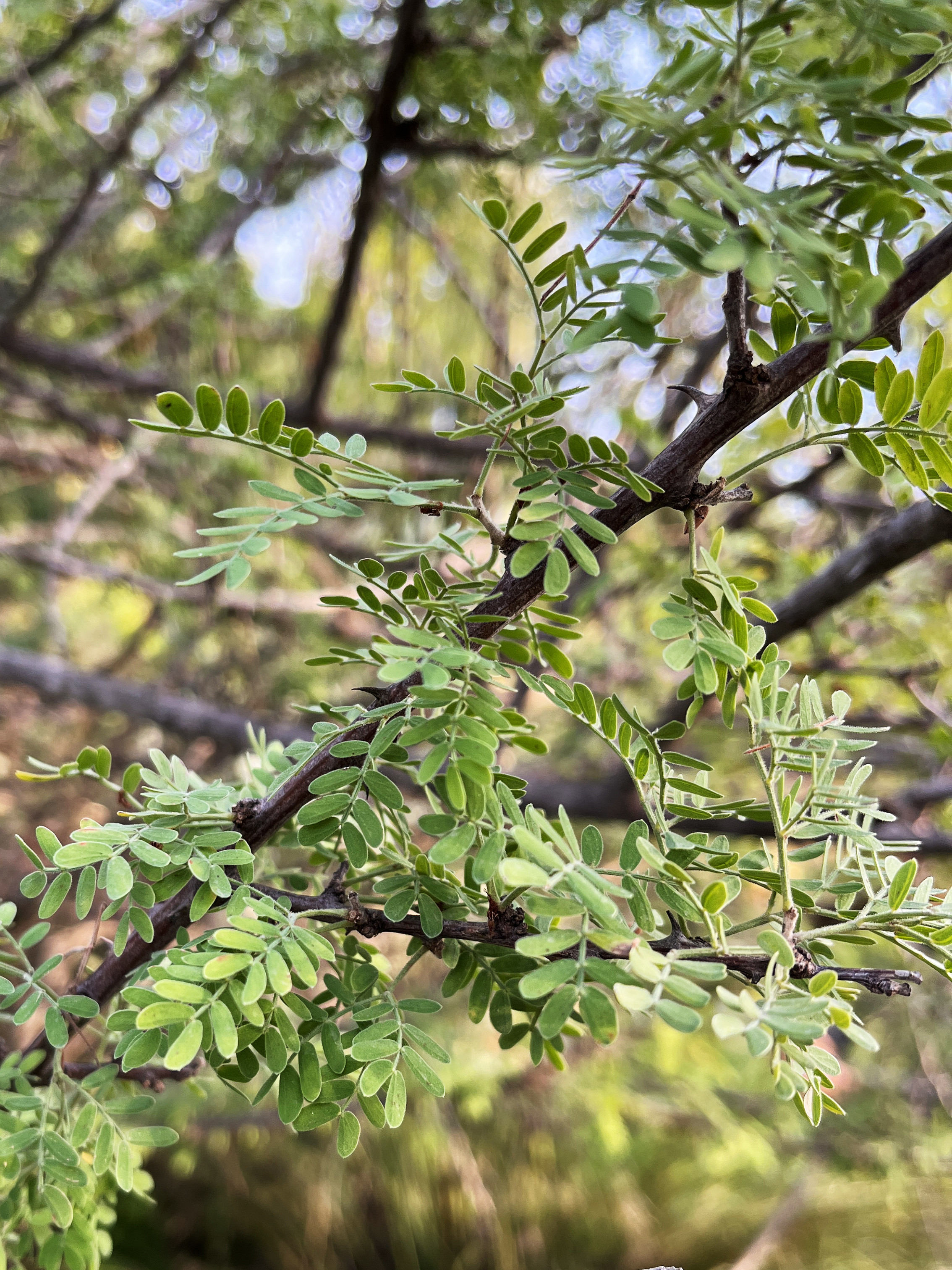 Acacia greggii