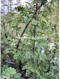 Acacia greggii