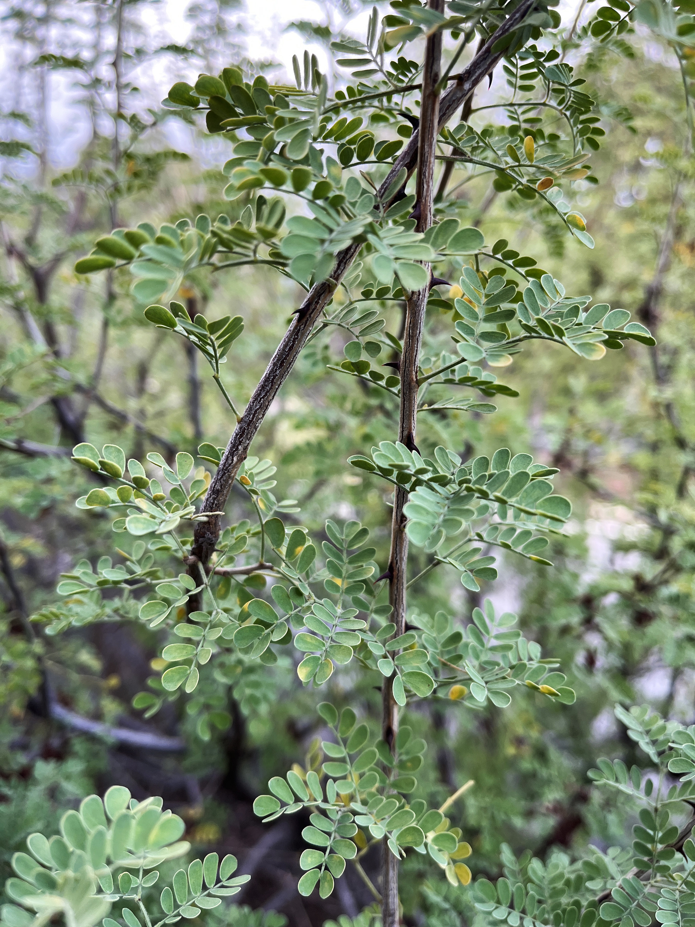 Acacia greggii