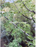 Acacia greggii
