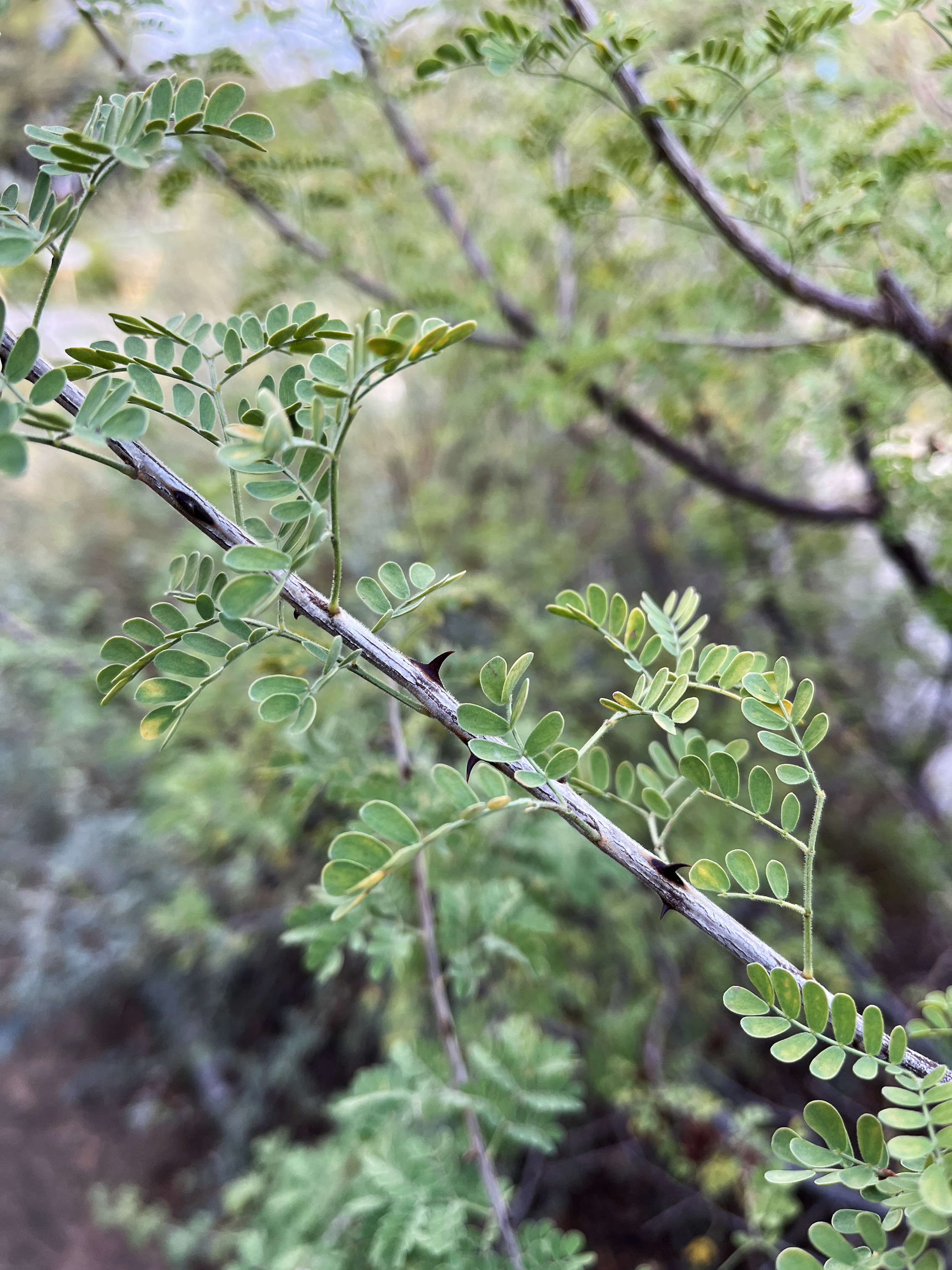 Acacia greggii