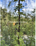 Acacia greggii