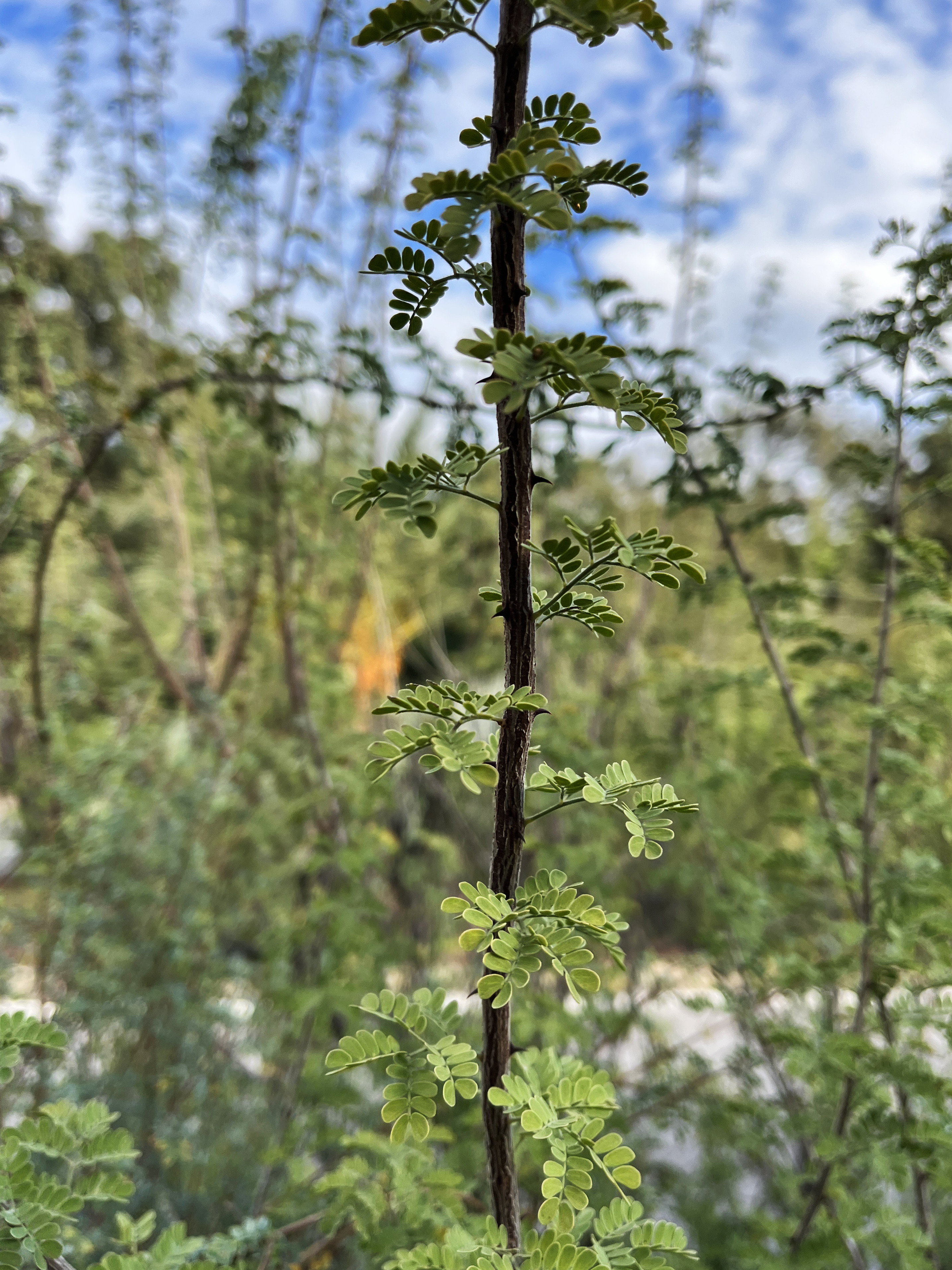 Acacia greggii