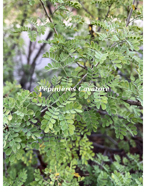 Acacia greggii