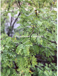 Acacia greggii