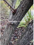 Acacia greggii