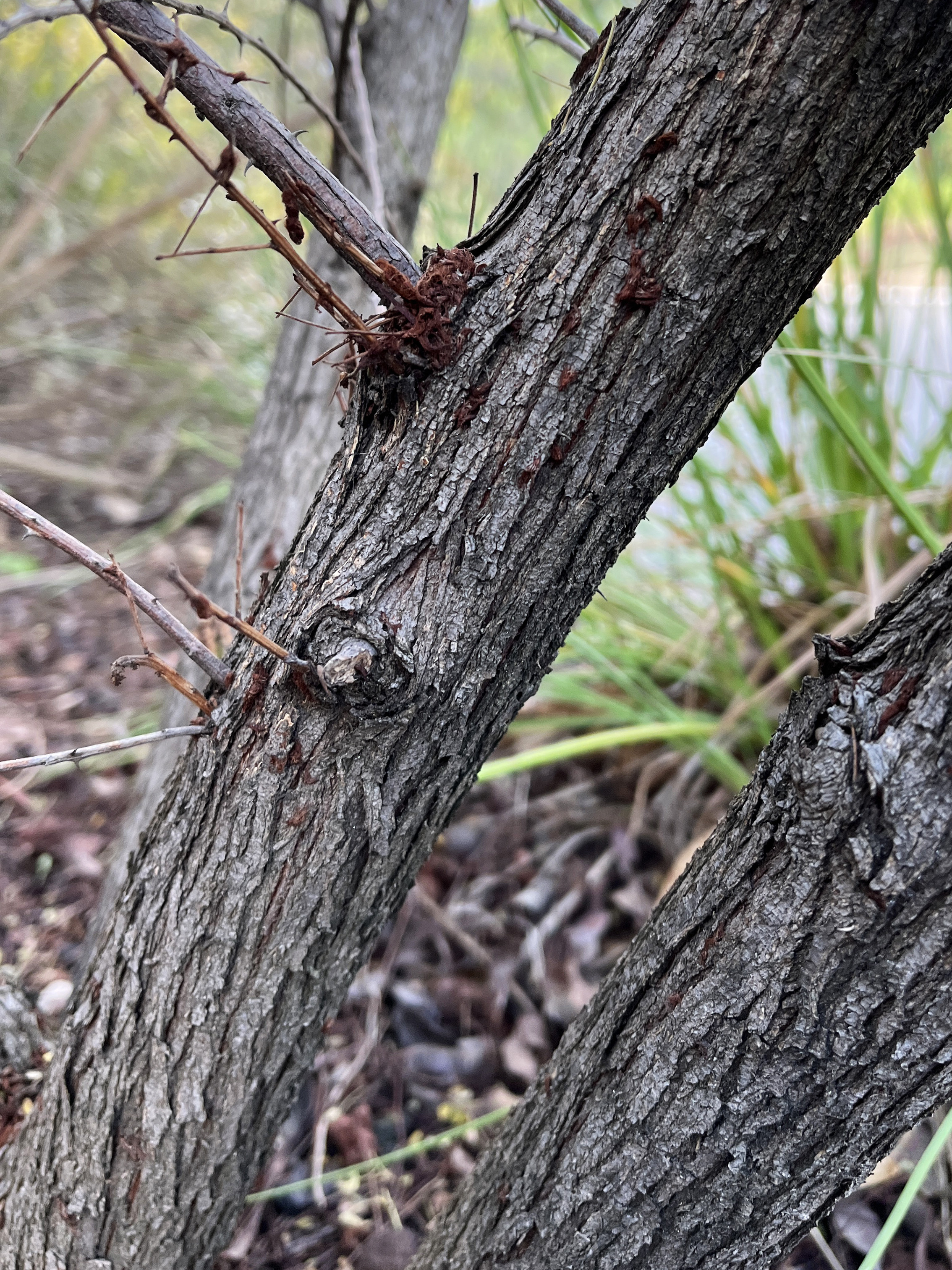 Acacia greggii