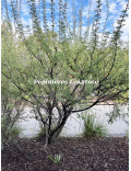 Acacia greggii