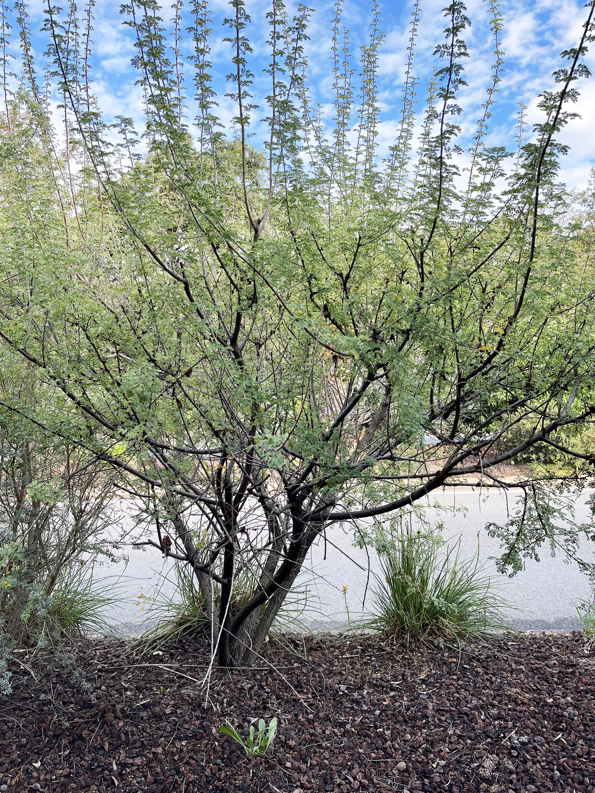 Acacia greggii