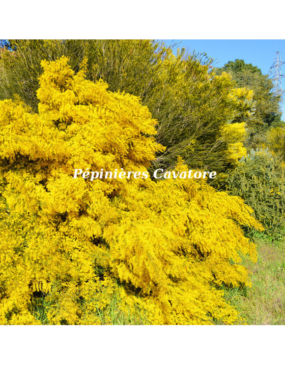 Acacia cardiophylla