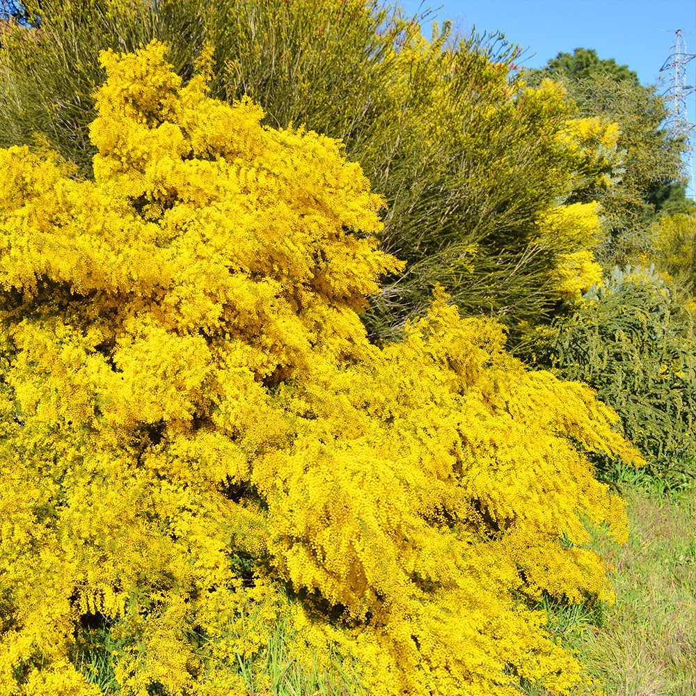 Acacia cardiophylla