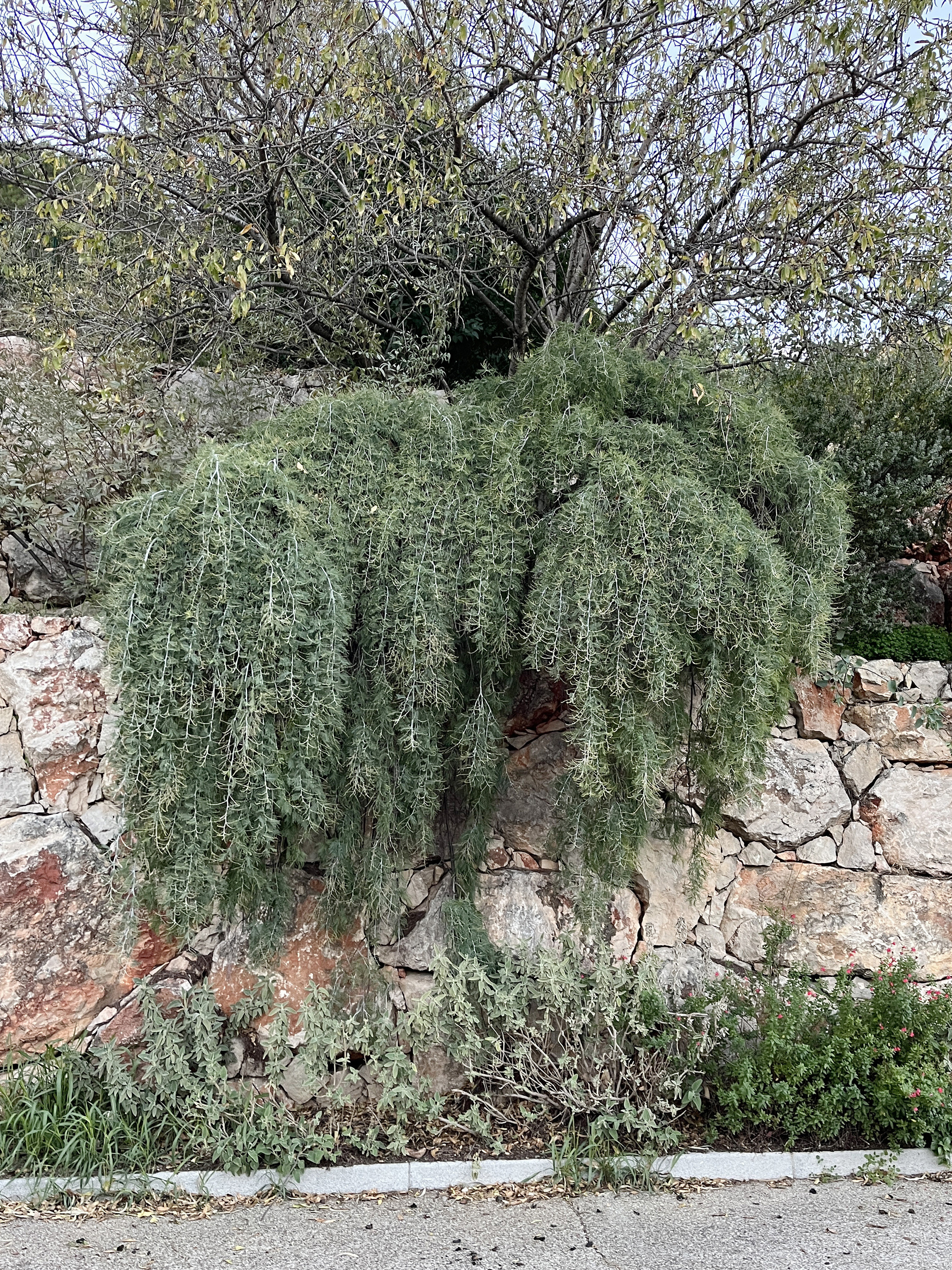 Acacia dealbata 'Pendula' couvre sol