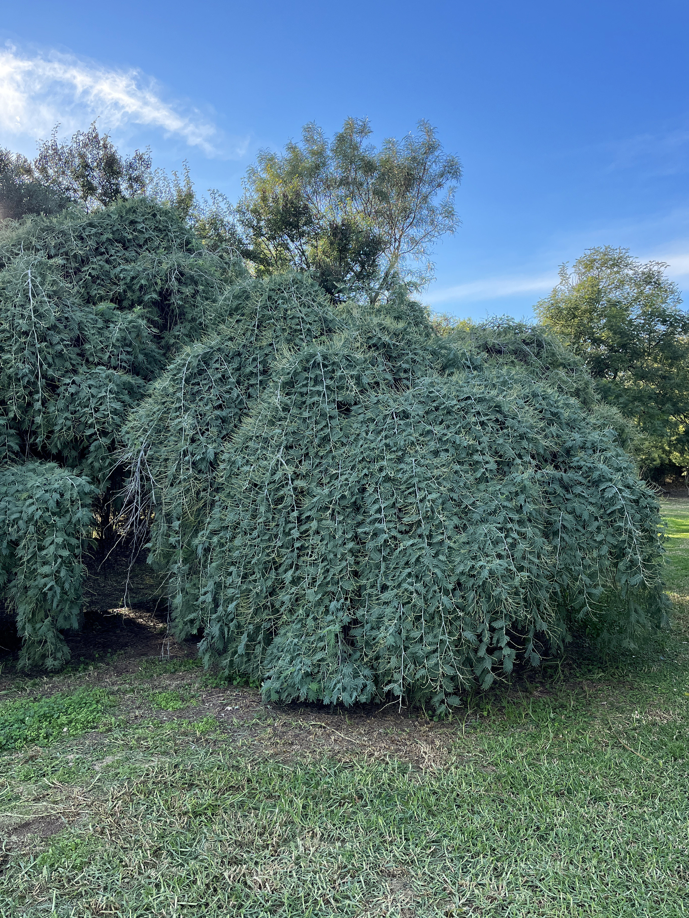 Acacia dealbata 'Pendula' 1/2 tige