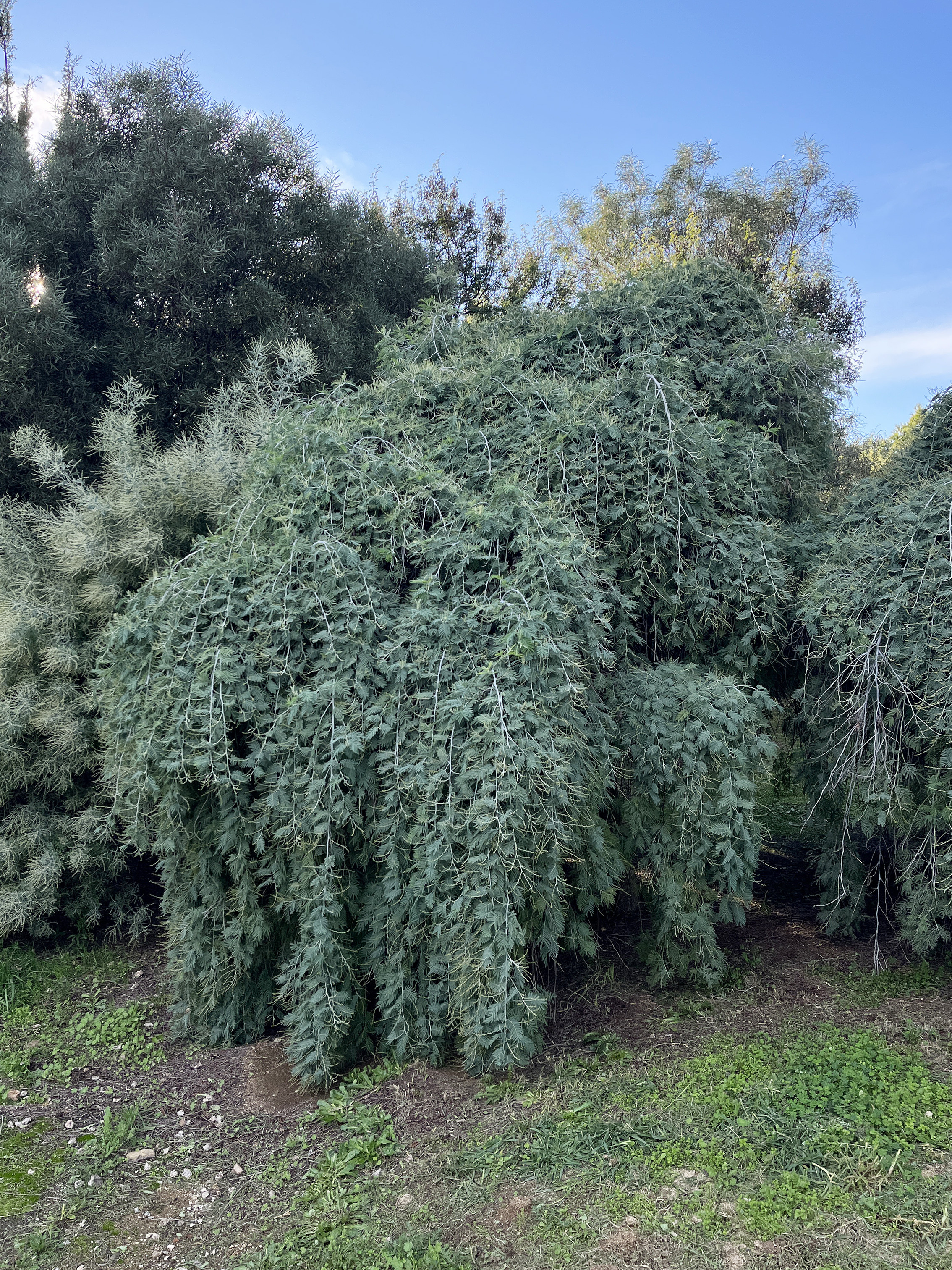 Acacia dealbata 'Pendula' 1/2 tige