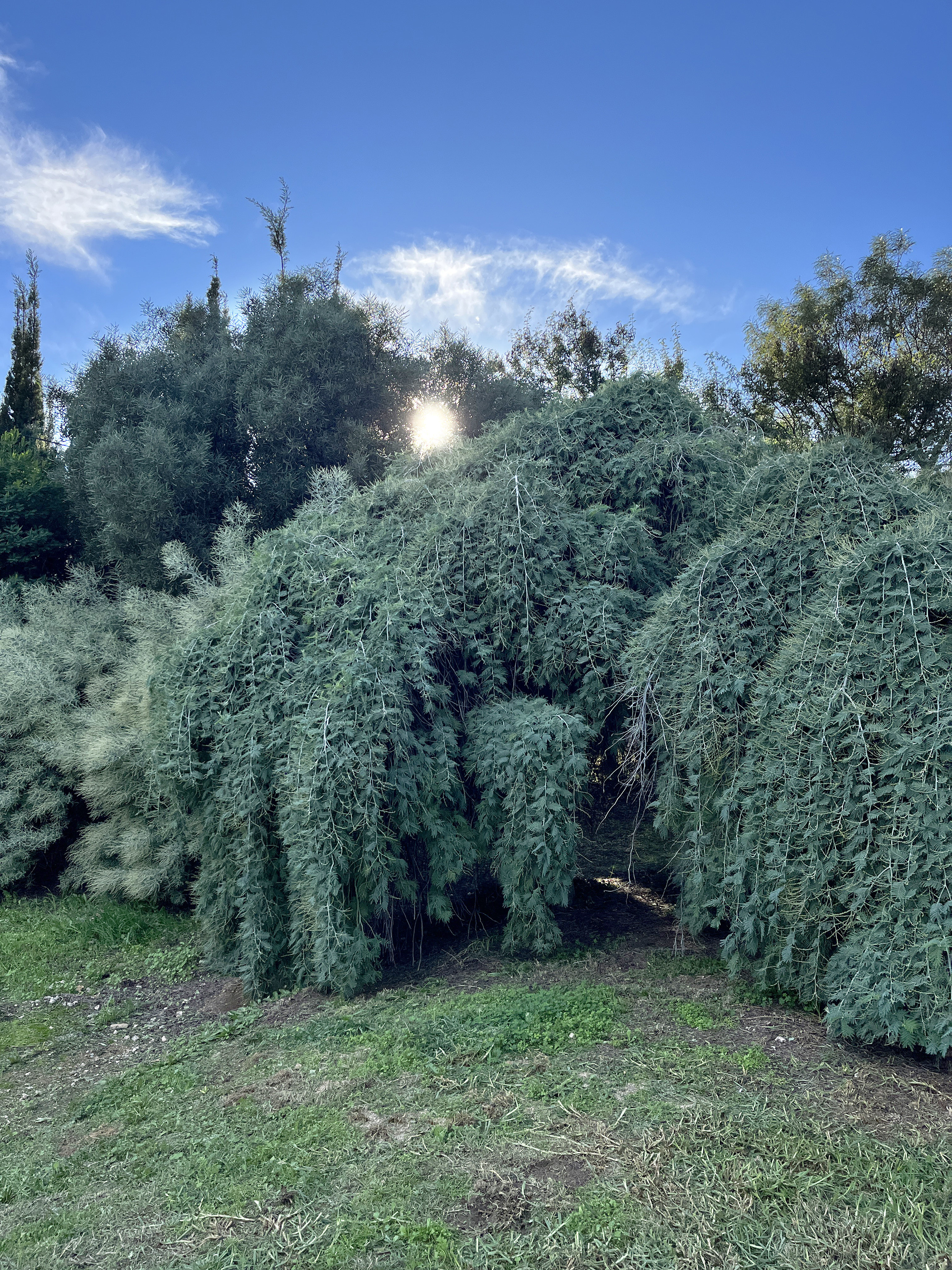 Acacia dealbata 'Pendula' 1/2 tige