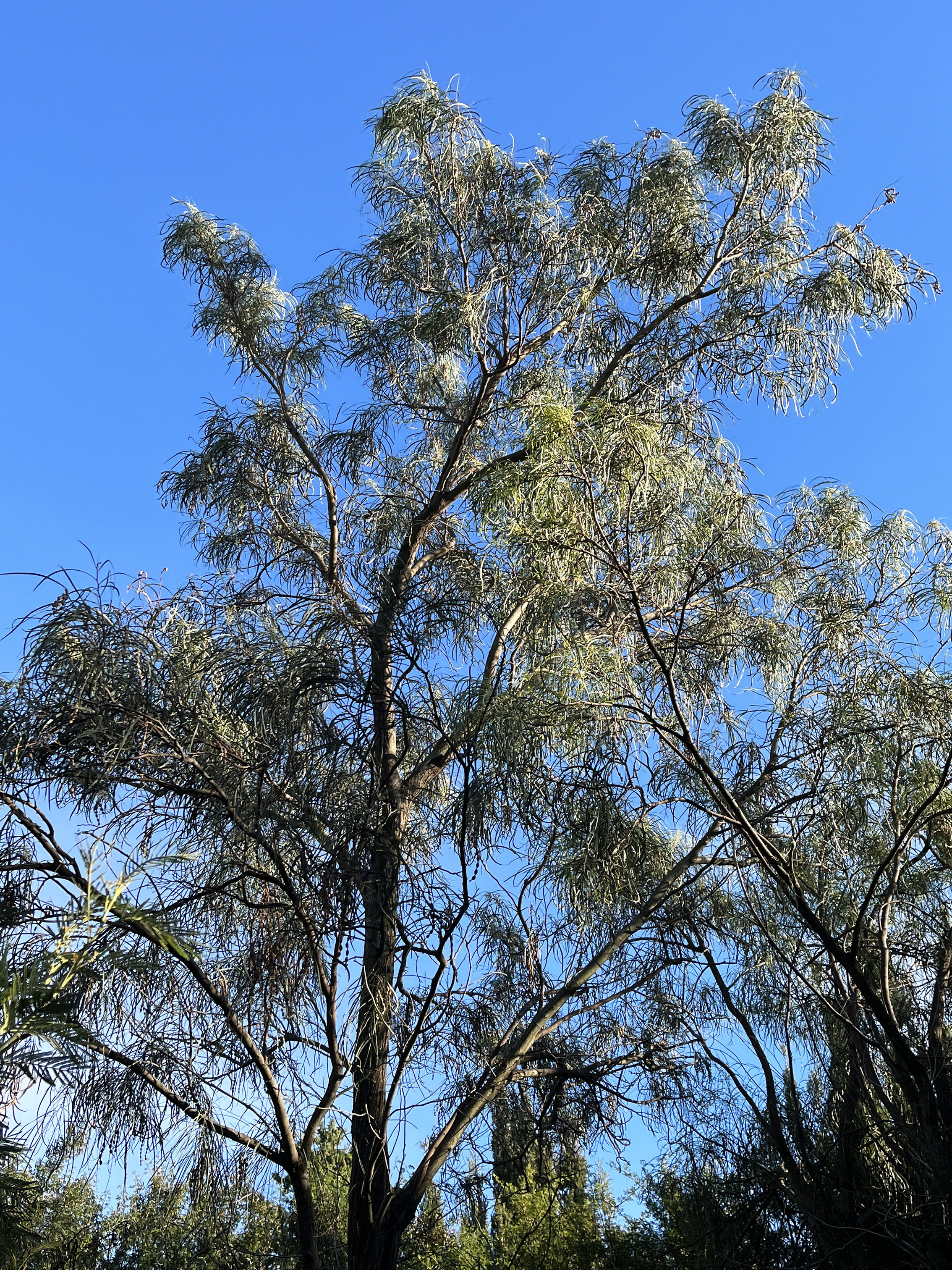 Acacia stenophylla